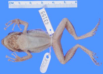 Media type: image; Herpetology A-43199